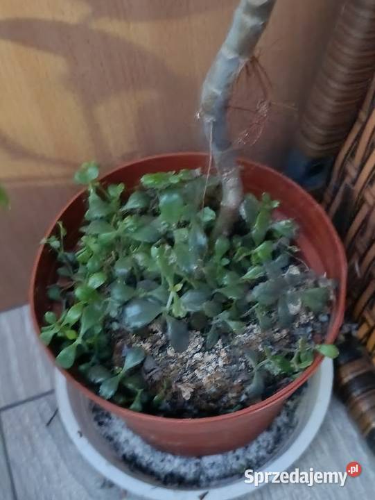 żyworódka kolejna 90 Poznań