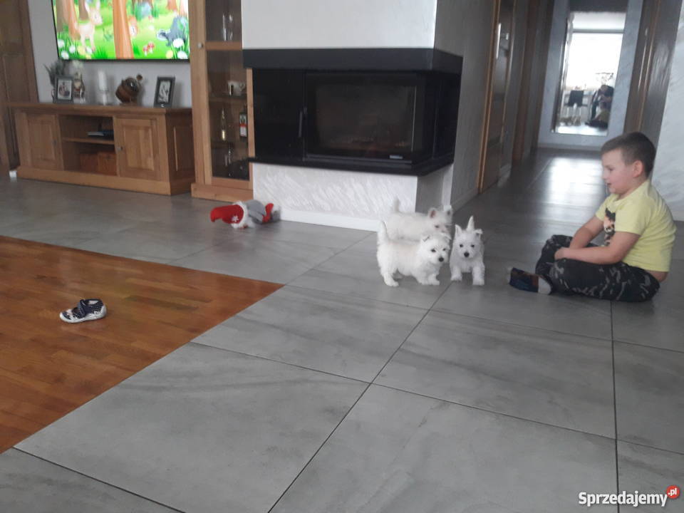 West Highland White Terrier Mszczyczyn