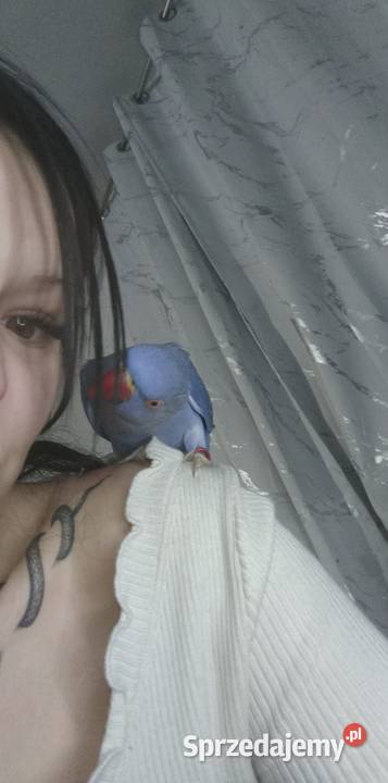 Aleksandrrtta obrożna Fiolet Tczew