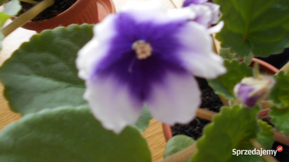 Fiołki afrykańskie kolekcjonerskie 2 50 Sosnowiec sprzedam