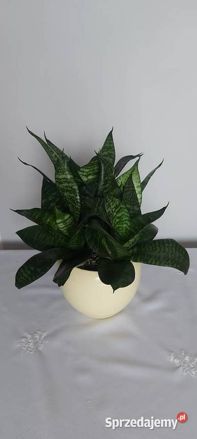 Sansewieria gwinejska Tychy