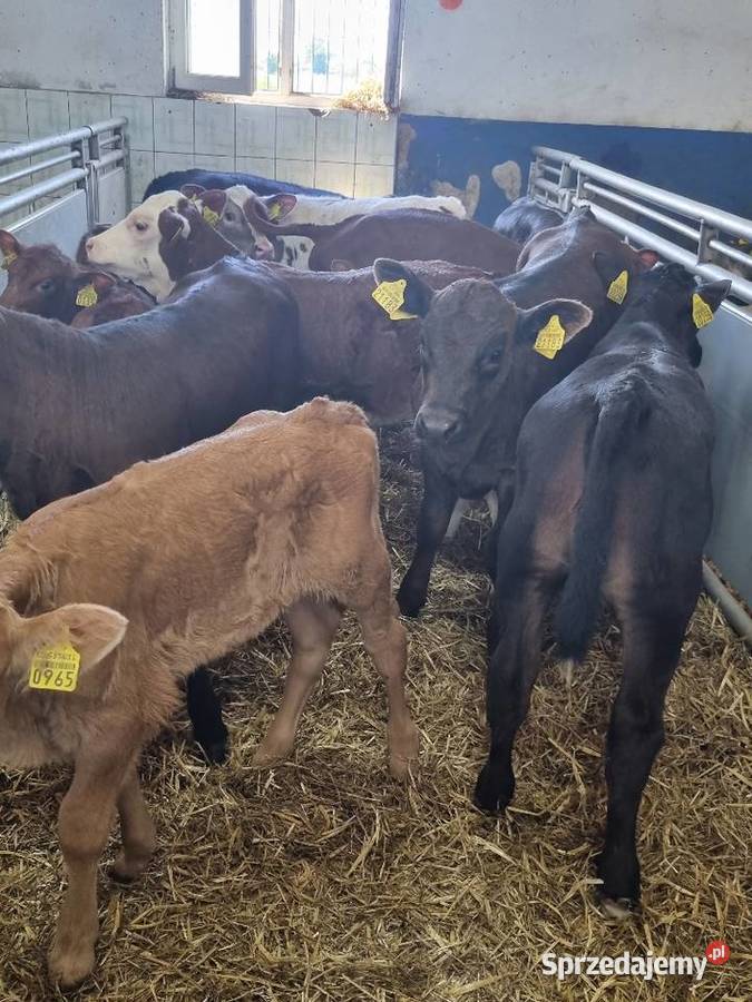 Byczki Jalowki Mięsne SM LM angus MM Ostrów Wielkopolski