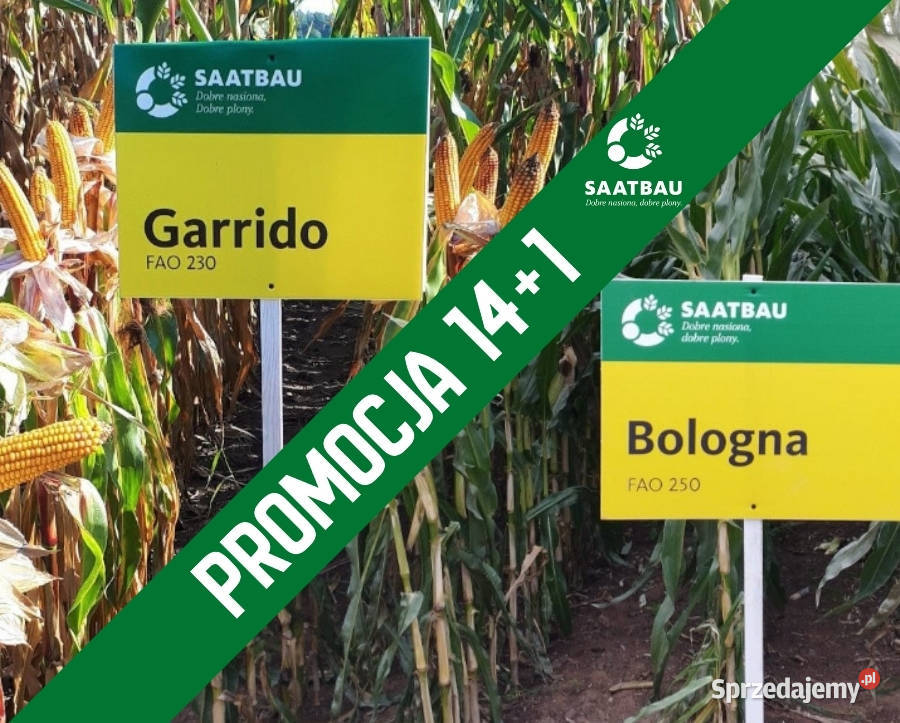 Nasiona kukurydza Saatbau Bologna na sprzedam