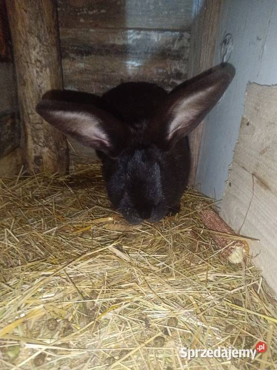 Krolice zakacane podkarpackie Bobrowa