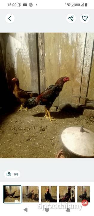 Kury ozdobne bojówce shamo