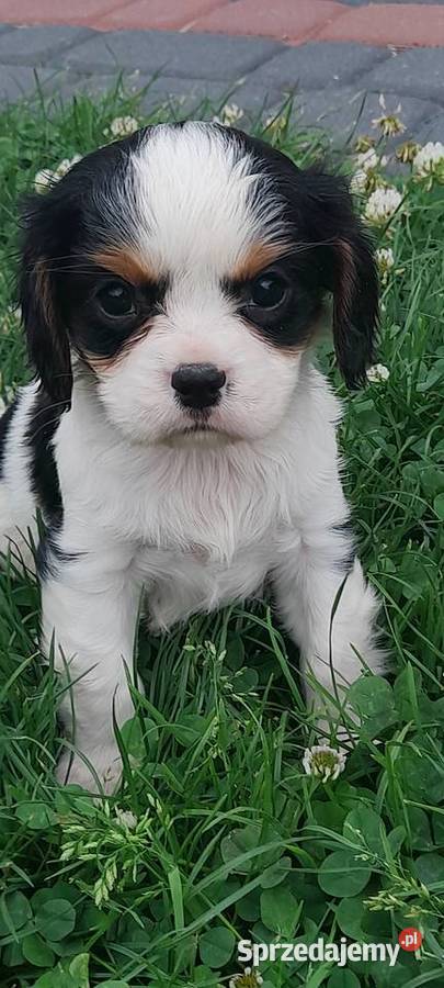 Suczka Cavalier king charles spaniel tricolor Mielec