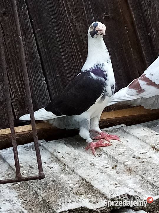 Mulemansy sprzedam parę młodych Zakliczyn