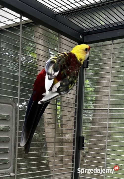 Rozella królewska Żółta Konstantynów Łódzki