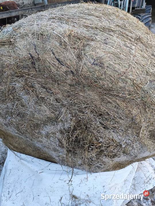 Bele sianokiszonki 125x120 Grajewo