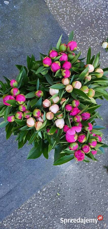 Piwonia peonia różne kolory hurt detal