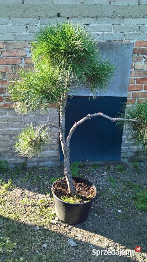 Sosna Bonsai Mszczonów