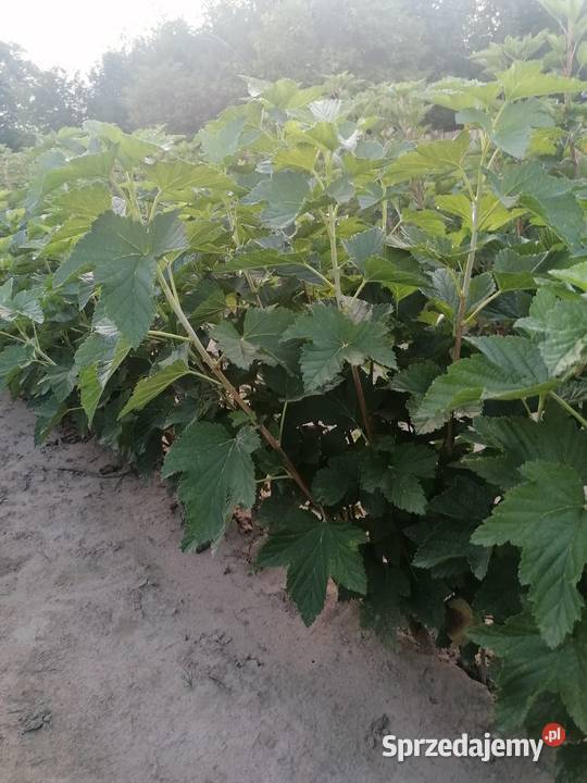 Sprzedam sadzonki porzeczki czarnej Bochotnica