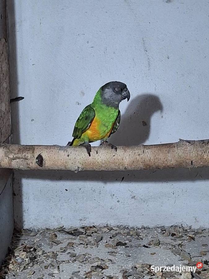 Sprzedam senegalka afrykańska śląskie Wodzisław Śląski