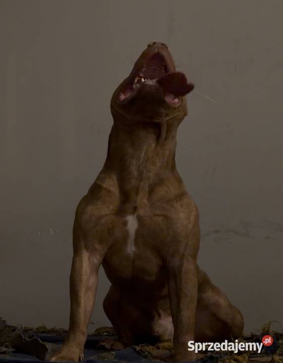 Pitbull Rednose Reproduktor Chodzież