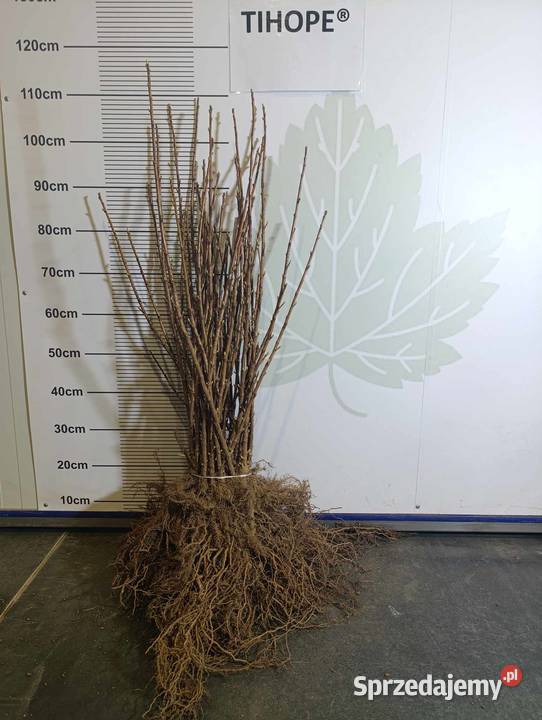 Sadzonki porzeczki czarnej TIHOPE licencja 2024 Stary Pożóg sprzedam