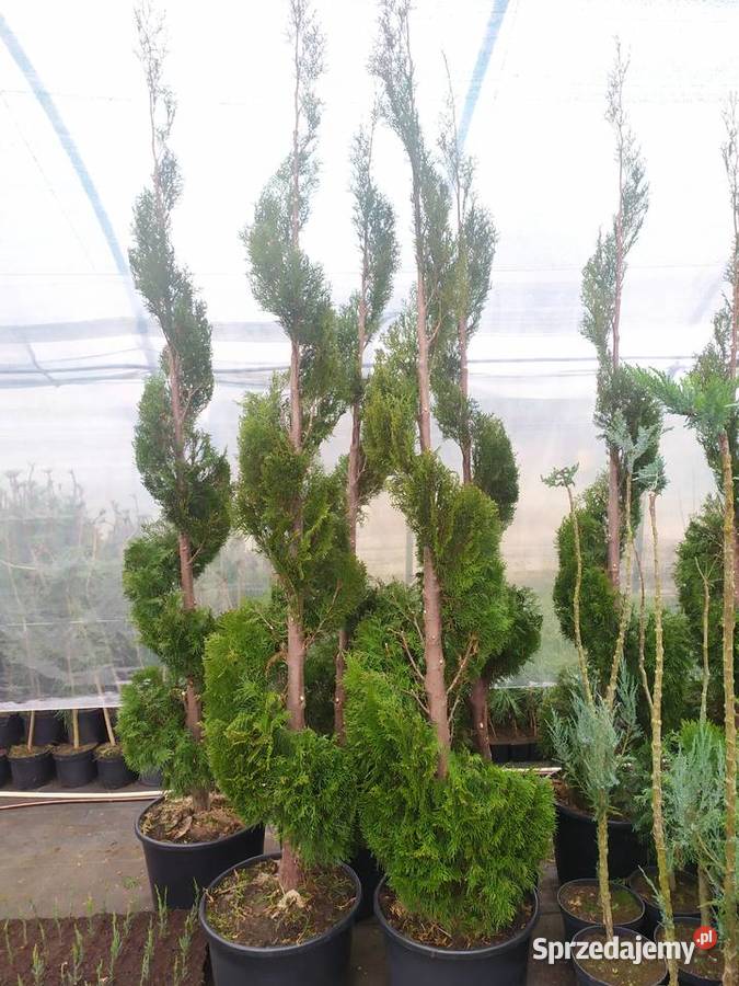 żywotnik zachodni Thuja occidentalis Smaragd Pozostałe Tuliszków sprzedam