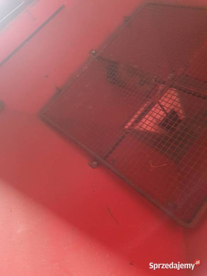 Roger Sulki Sulky Dobrzejewice sprzedam