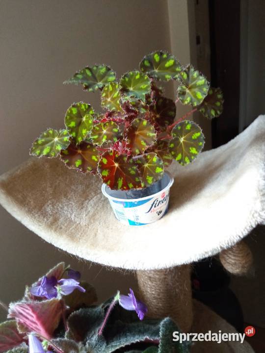 Piękne syngonium 10 i nie Białystok sprzedam