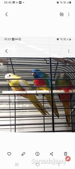 Łąkówki wspaniałe sprzedam