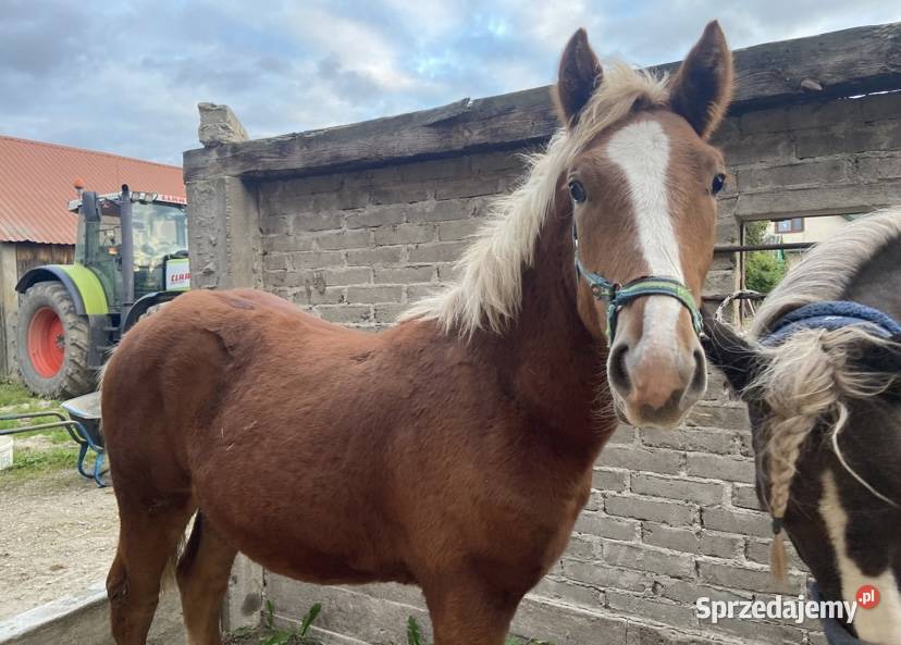 ogier źrebak typ pogrubiony Kodeń