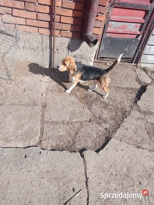 beagle Beagle Wawrzeńczyce