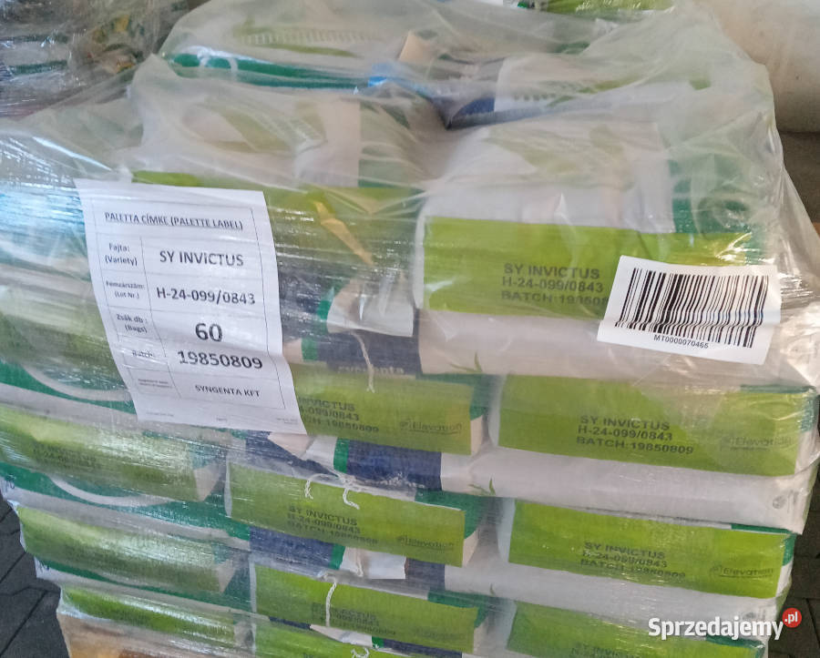 Nasiona kukurydza SY Invictus FAO 230240 na