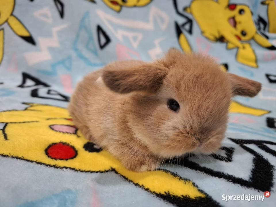 Karzełek baranek mini lop z oklapniętymi uszkami Jarocin