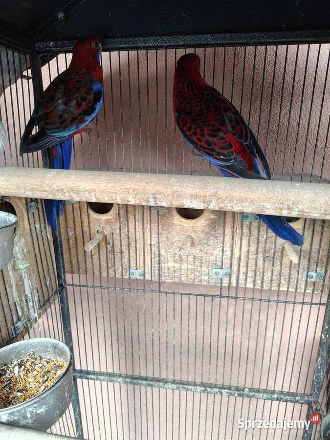 Sprzedam parę rozelli królewskich standart Ptaki Nowy Sącz sprzedam