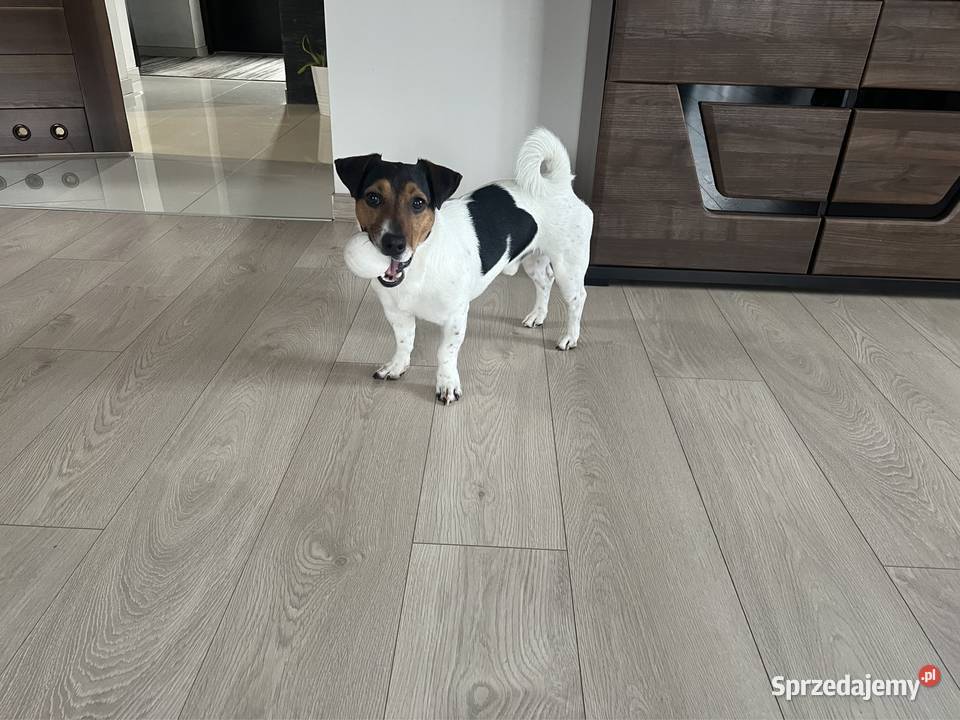 Jack russell terrier reproduktor Janów Lubelski