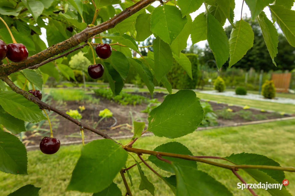 ROD im Tadeusza Kościuszki Dworcowa 1 78zł/m2 opolskie Kluczbork sprzedam