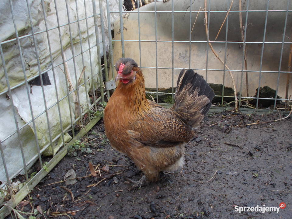 Kurka w barwie kuropatwianej kura Kutno