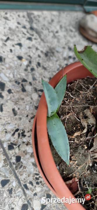Agawa piękna ukorzeniona sadzonka 5 letnia mazowieckie Józefów