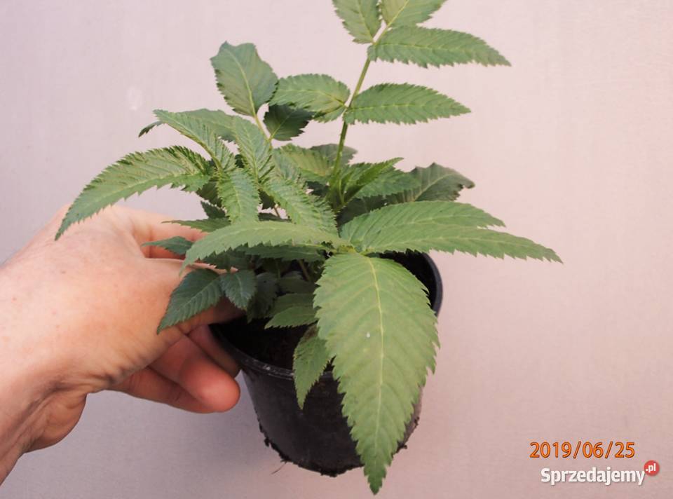 Malinotruskawka malina ponętna doniczka łódzkie Łódź