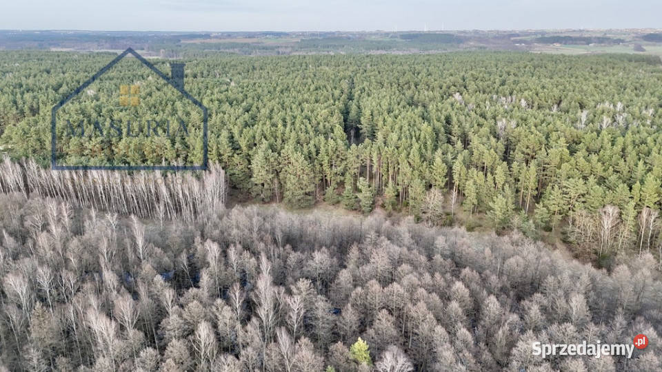 Działka w lesie polana Sprzedaż Łapinóż