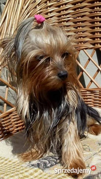 York maleńki piesek xxs Godów