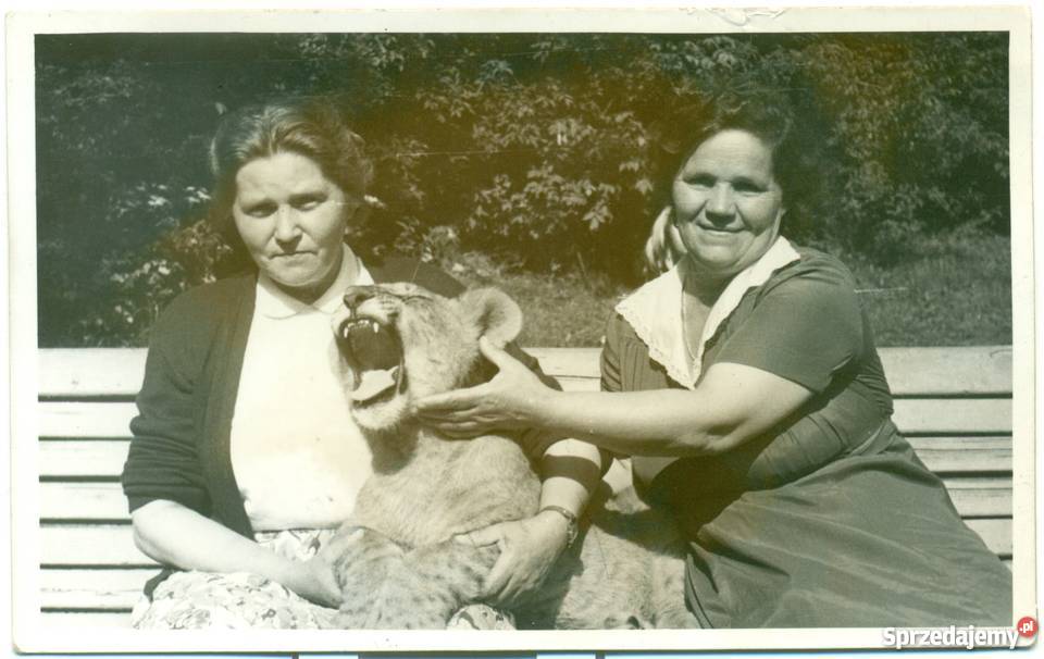 Zdjęcie fotografia lew Antyki, Sztuka, Kolekcje wielkopolskie Ostrów Wielkopolski