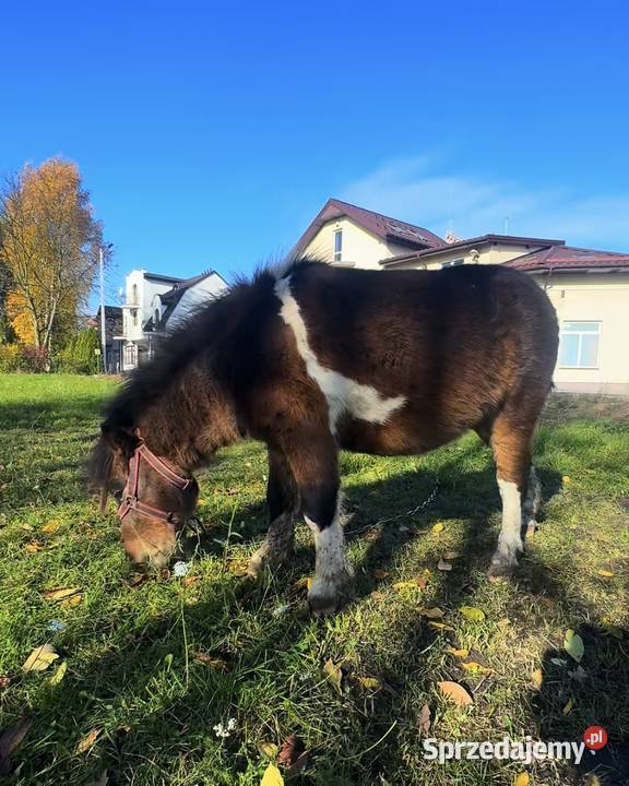Sprzedam kuca szetlandzkiego Czerniewice sprzedam