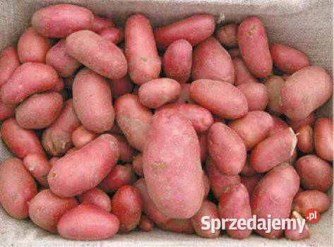 Ziemniaki Jadalne Bellarosa Nadrybie-Dwór sprzedam