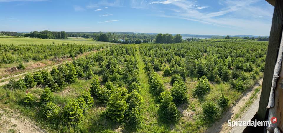 Jodła kaukaska CHOINKI polska plantacja 80300 Osieczna