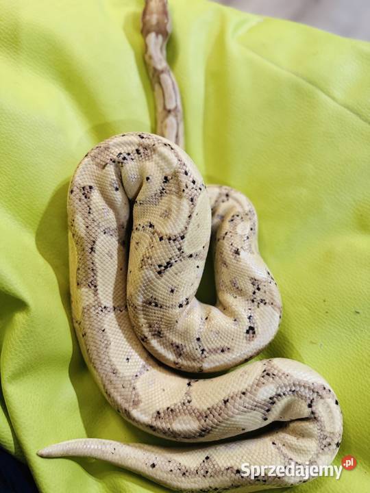 Dorosły Pyton Regius banana samiec Jastrzębie-Zdrój sprzedam