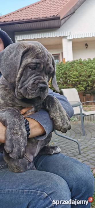 SZCZENIĘTA CANE CORSO Puławy
