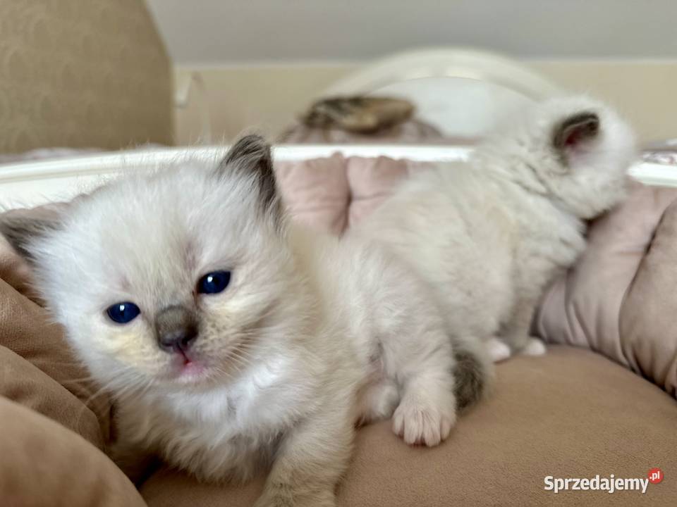 Kociątko rasy ragdoll Warszawa sprzedam