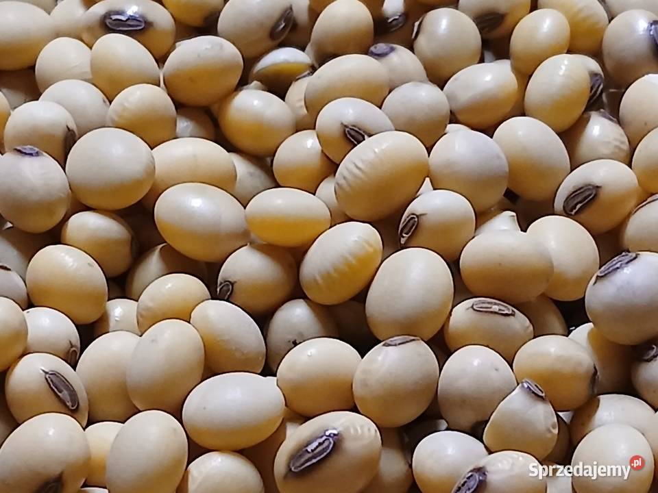 Soja Aurelina Markuszowa