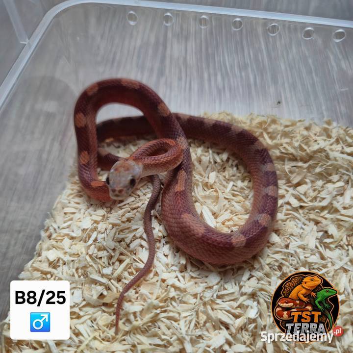 Młode węże zbożowe Starachowice