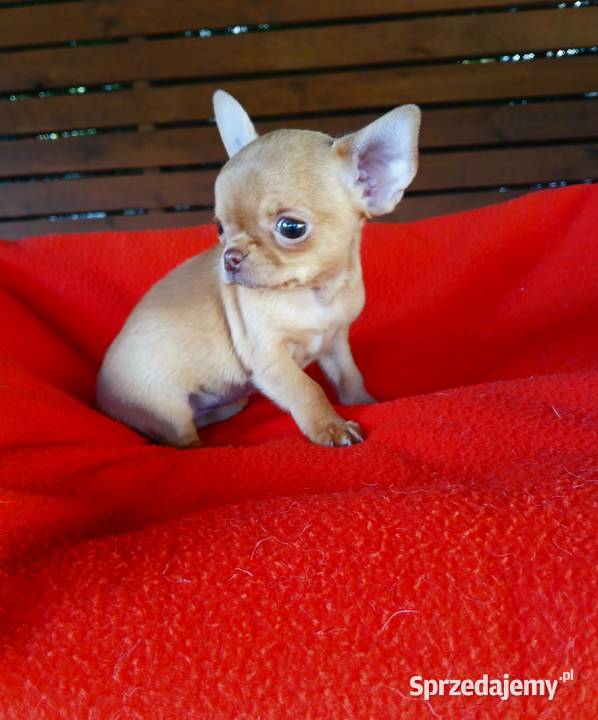 Piękna suczka chihuahua Płock