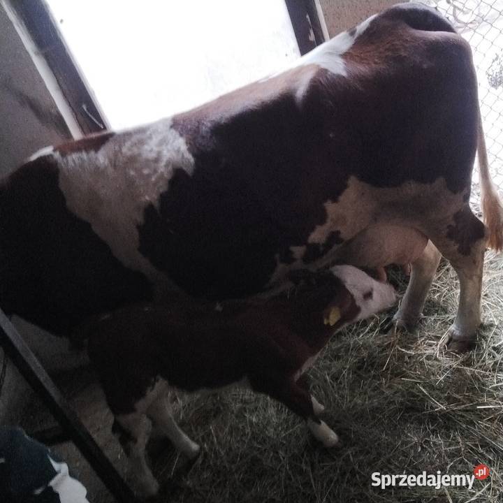 Sprzedam cielysie Bydło Staniszewskie
