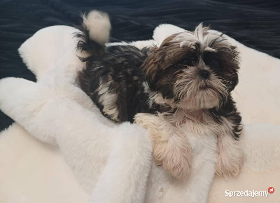 wesoły piesek shih tzu