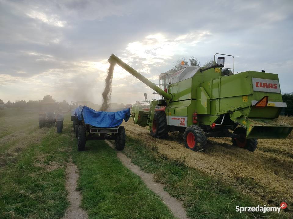 Owies możliwość transportu Mielec sprzedam