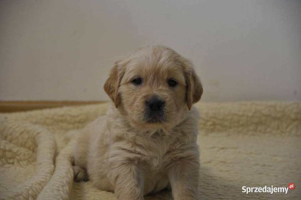 Golden Retriever Ciechowice