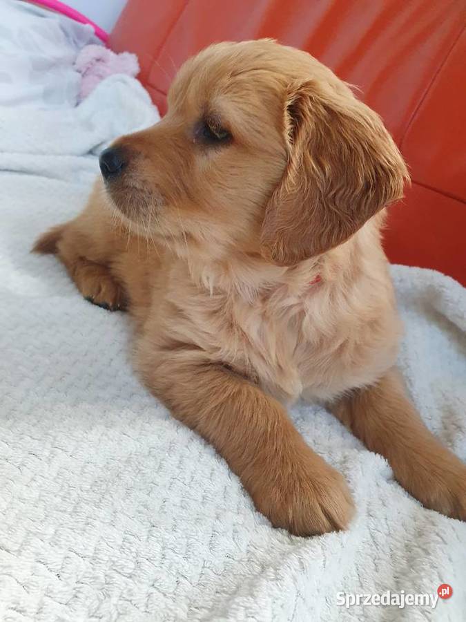 Golden Retriever /szczeniak /złoty piesek/gotowy do odbioru/ rodowód ZKPL